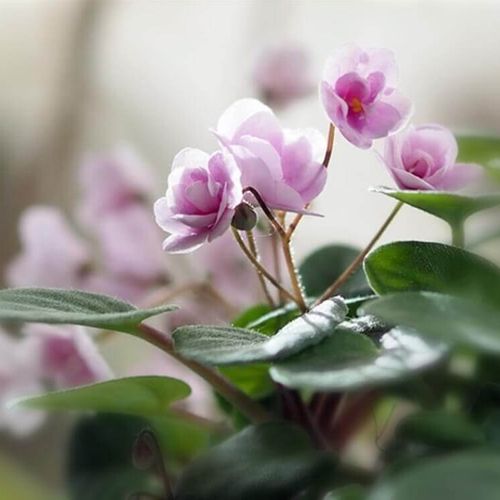 セントポーリアの花言葉 種類や品種 花の特徴は Greensnap グリーンスナップ