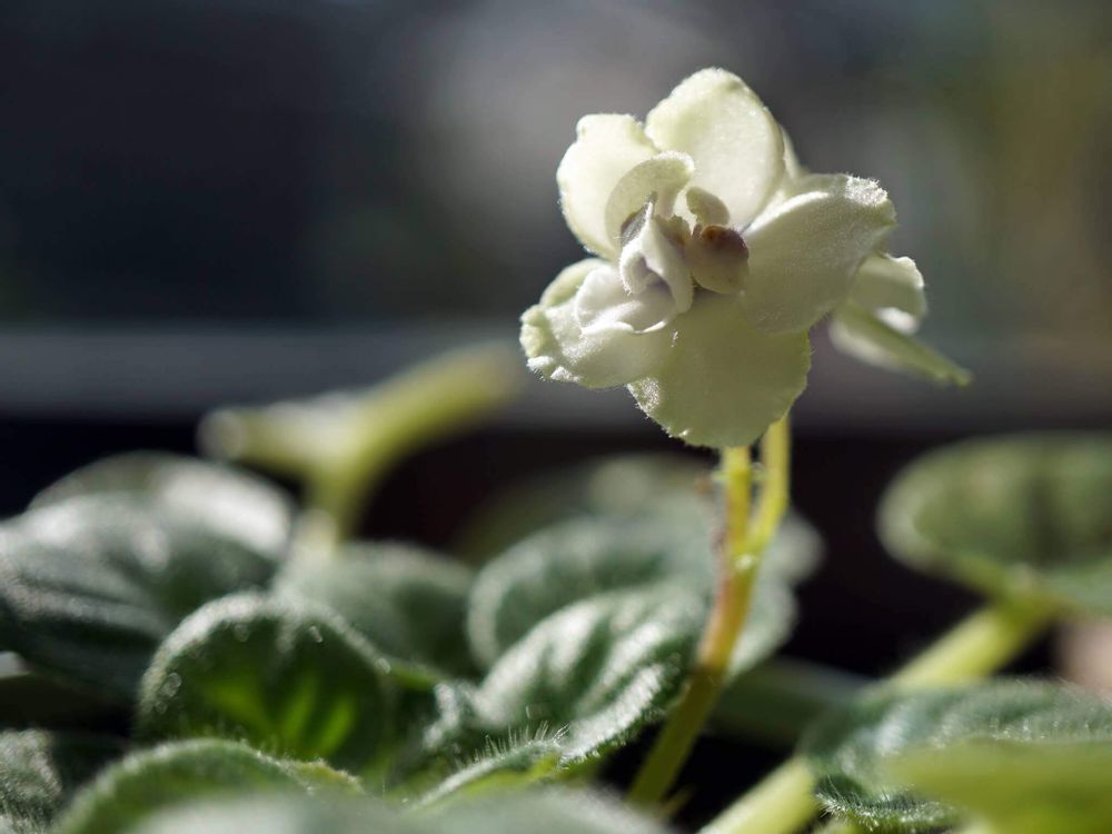 セントポーリア