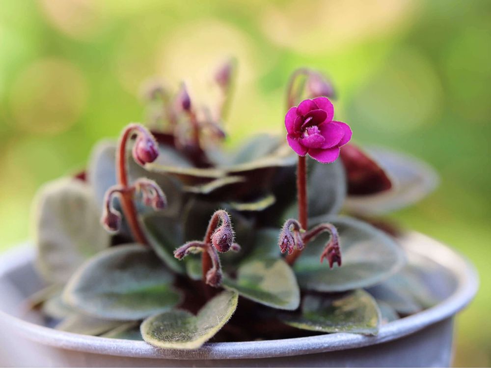 セントポーリア