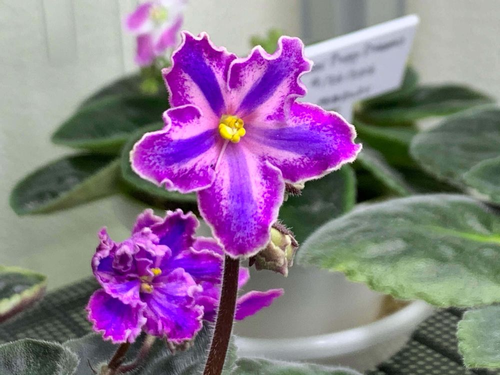 セントポーリア