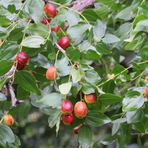 ナツメ 棗 の花言葉 花や実の特徴 効能は Greensnap グリーンスナップ