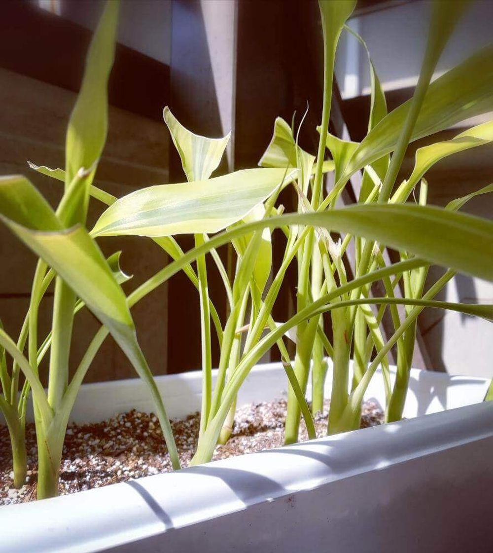 ミリオンバンブー