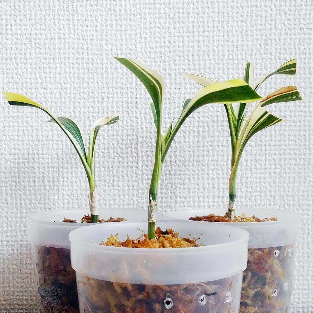 ミリオンバンブー