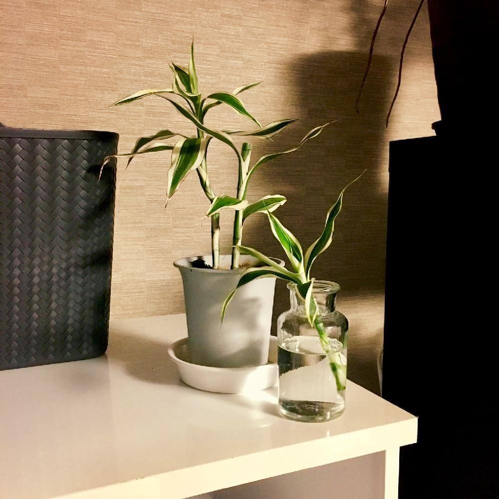 ミリオンバンブー