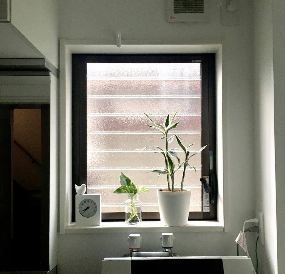 ミリオンバンブー