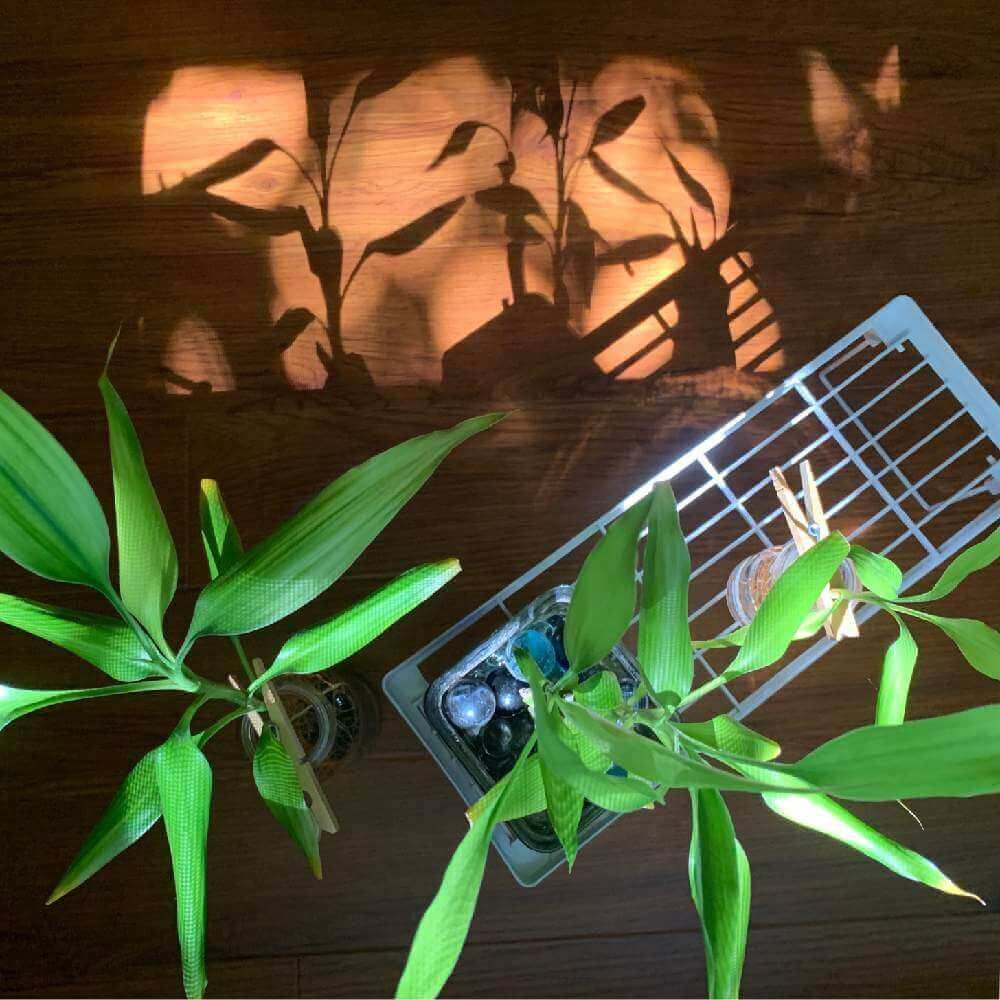 ミリオンバンブー