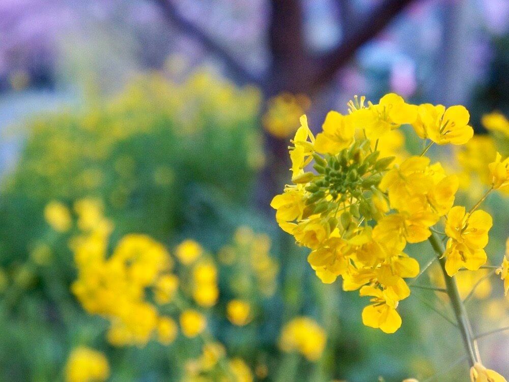 菜の花　ナバナ　ハナナ　アブラナ科