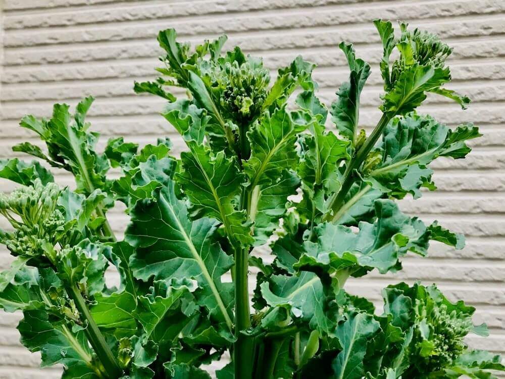 菜の花　ナバナ　ハナナ　アブラナ科