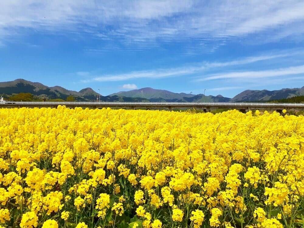 菜の花　ナバナ　ハナナ　アブラナ科