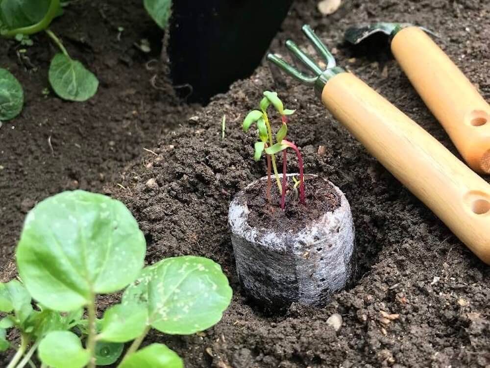 おうち園芸　タキイのタネ
