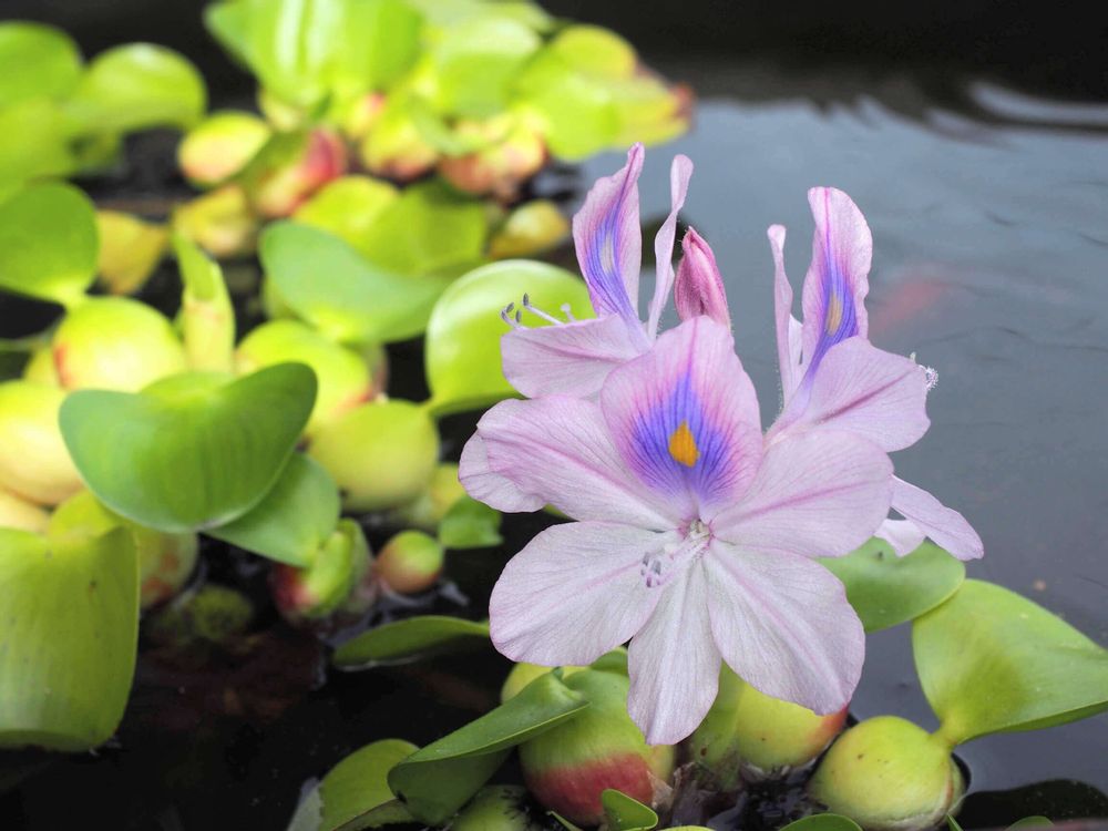ホテイアオイ　ピンク色の花　水面