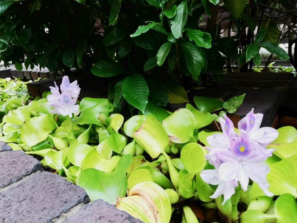 ホテイアオイ　ピンク色の花　