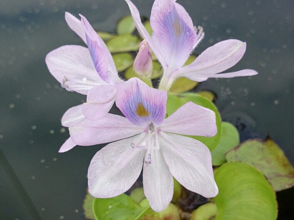 ホテイアオイ　ピンク色の花　水面
