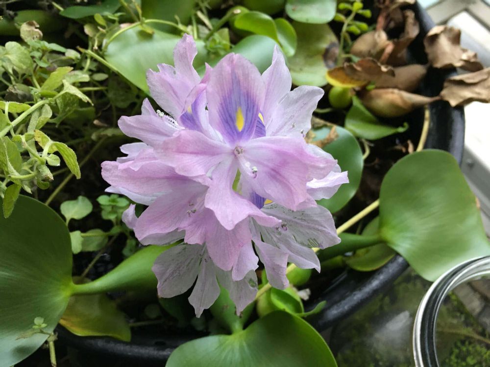 ホテイアオイ　ピンク色の花