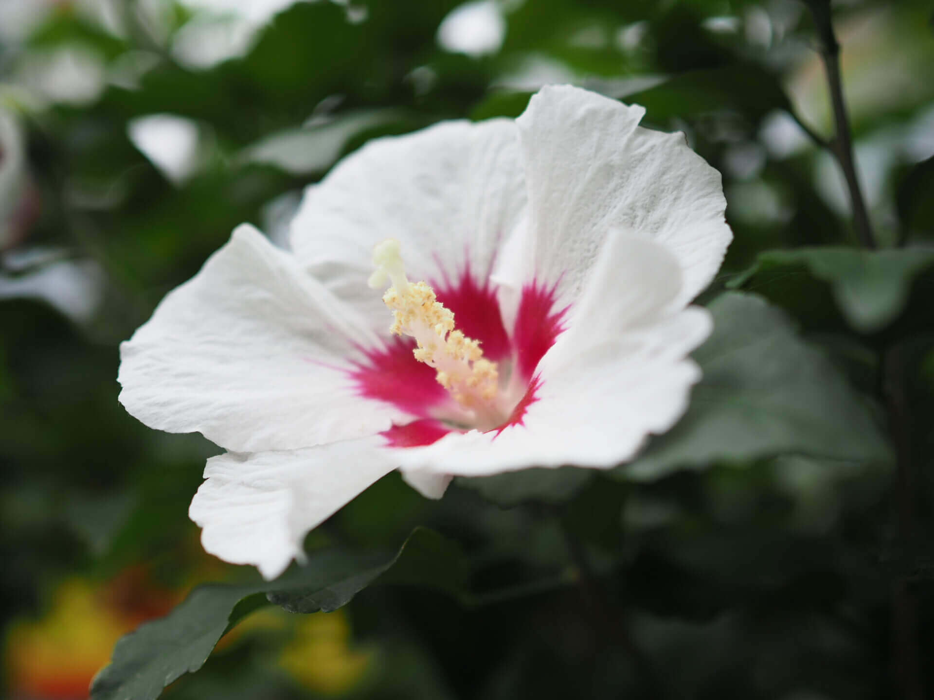 ムクゲの花言葉 種類や花の特徴 似ている花との見分け方は Greensnap グリーンスナップ