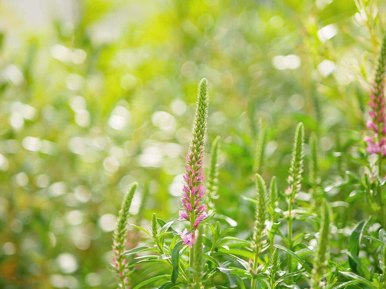 ベロニカの花言葉 種類や品種 花の特徴は Greensnap グリーンスナップ