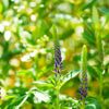 ベロニカの花言葉｜種類や品種、花の特徴は？の画像