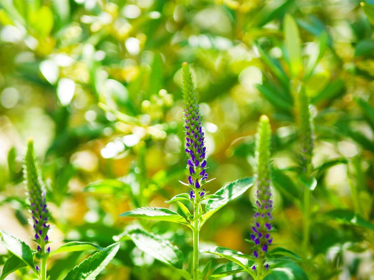 ベロニカの花言葉 種類や品種 花の特徴は Greensnap グリーンスナップ