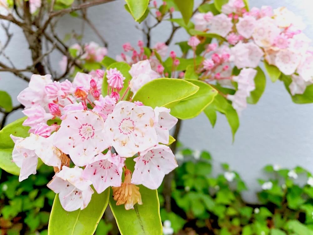 シャクナゲ 石楠花 の育て方 植え替えの時期は 芽かきが必要 Greensnap グリーンスナップ