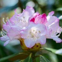 シャクナゲ(石楠花)の育て方｜剪定の時期や切る枝は？芽かきや挿し木の方法は？の画像