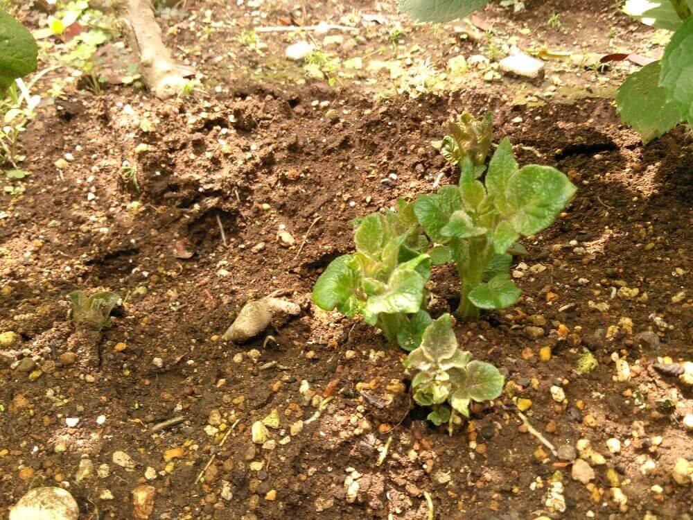 ジャガイモの栽培 植え付けの方法や時期は プランターで育てるコツは Greensnap グリーンスナップ