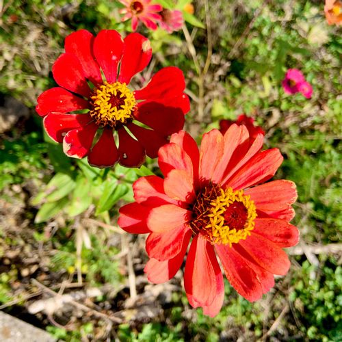 ヒャクニチソウ ジニア の花言葉 花の種類や品種 寄せ植えにおすすめ Greensnap グリーンスナップ