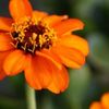 百日草(ジニア)の花言葉｜怖い意味もあるの？人気の品種は？の画像