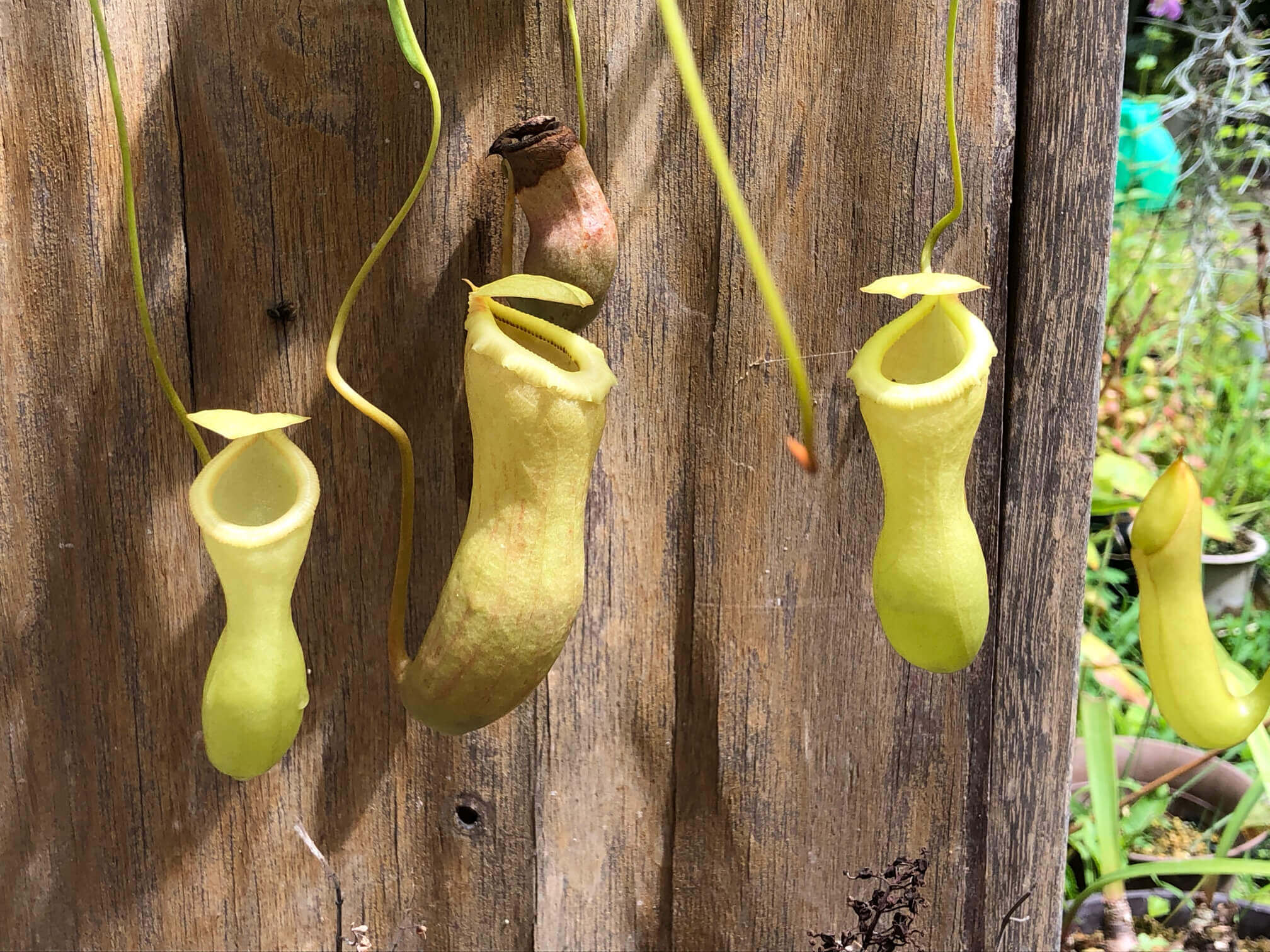 ウツボカズラの花言葉 種類や品種 花の特徴は Greensnap グリーンスナップ