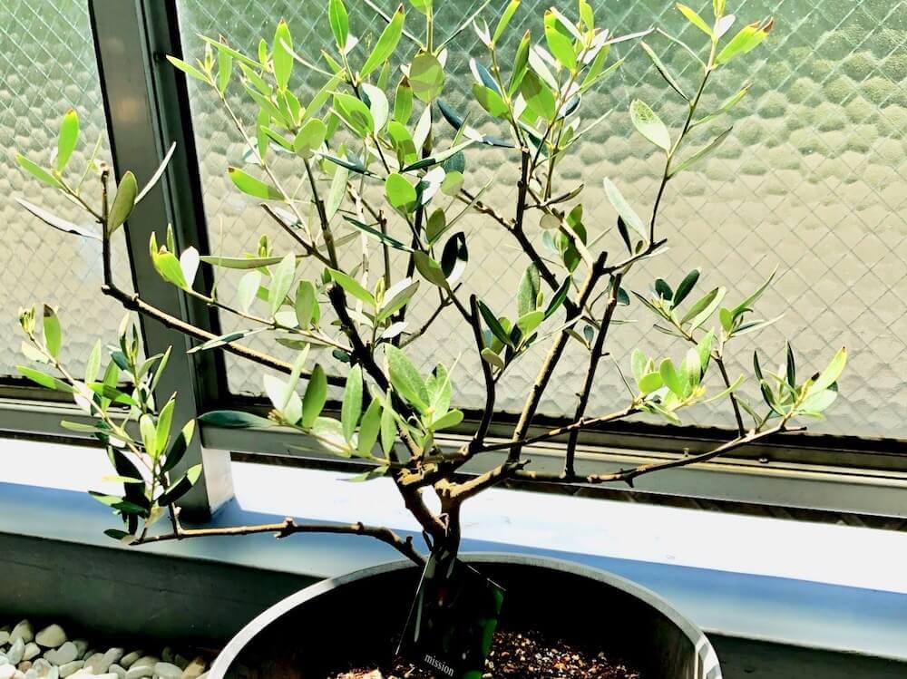 植え 地 オリーブ 木 の 小さな鉢植えのオリーブの木の育て方｜ガーデニング｜趣味時間