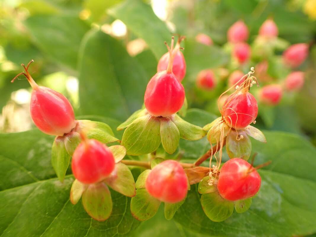 ヒペリカムの花言葉 花や実の特徴 種類は Greensnap グリーンスナップ