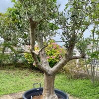 オリーブの育て方｜鉢植えを室内で栽培するコツは？花が咲かない原因はなに？の画像