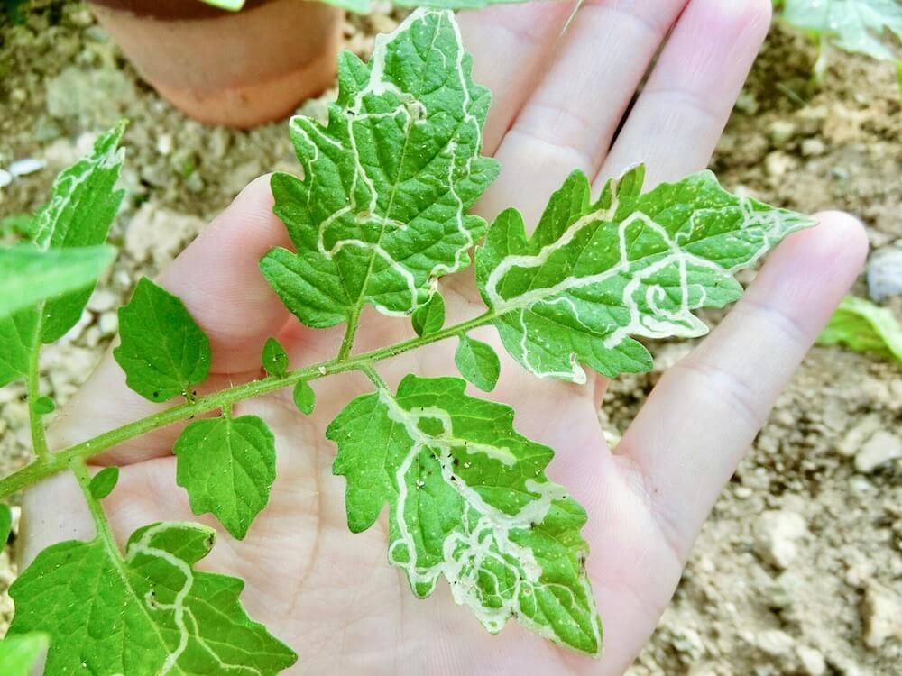 トマト　ミニトマト　害虫　防虫