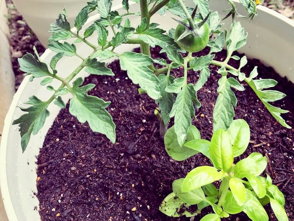 トマト　ミニトマト　害虫　防虫