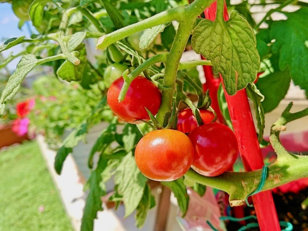 トマトは実りだすと虫がわく？おいしく収穫するための害虫対策｜????GreenSnap（グリーンスナップ）