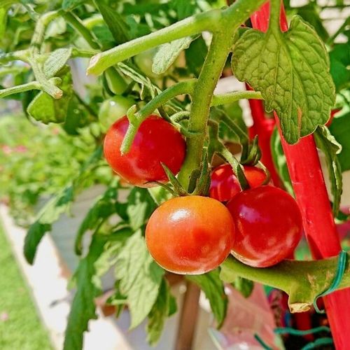 トマトは実りだすと虫がわく おいしく収穫するための害虫対策 Greensnap グリーンスナップ