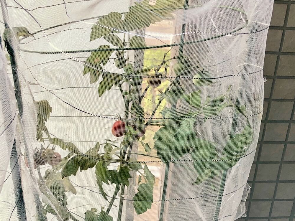 トマトは実りだすと虫がわく おいしく収穫するための防虫対策 Greensnap グリーンスナップ