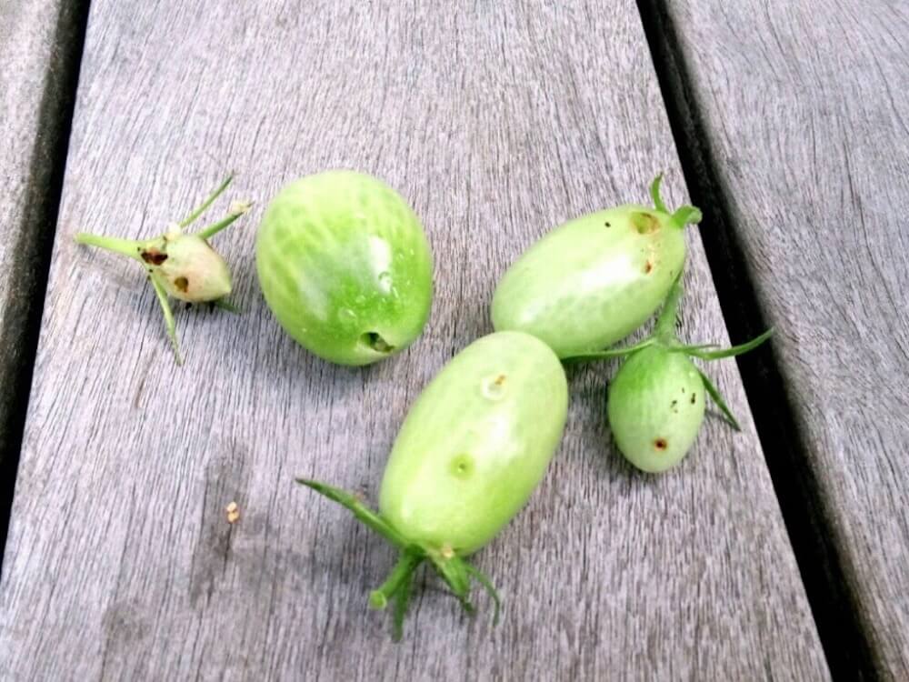 トマトの剪定 わき芽かきや摘心の時期や方法は 収穫量を上げるコツは Greensnap グリーンスナップ