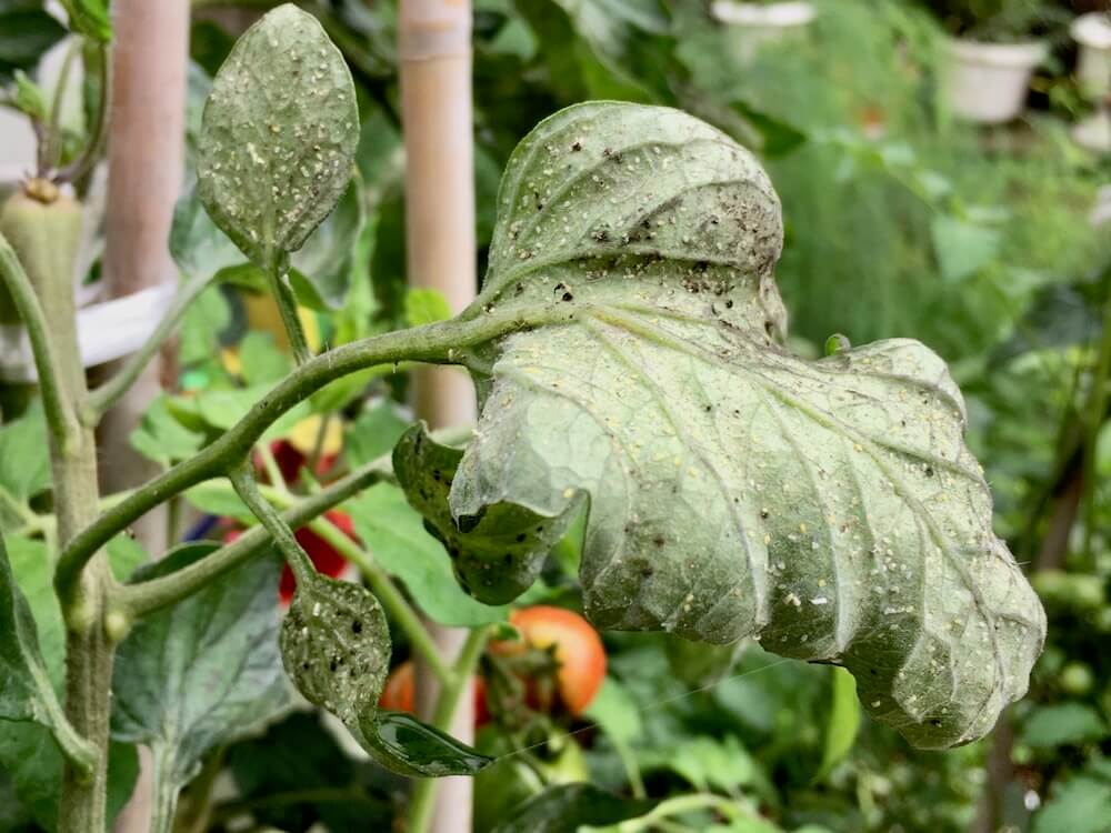 トマト の 害虫 駆除