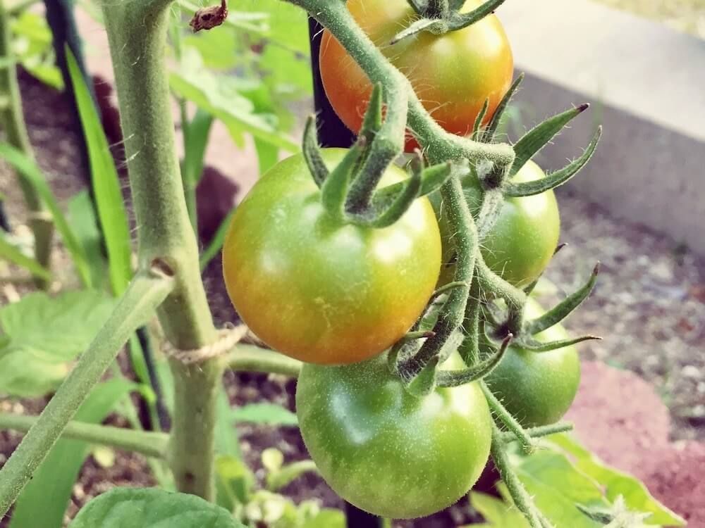 トマト　ミニトマト　害虫　防虫