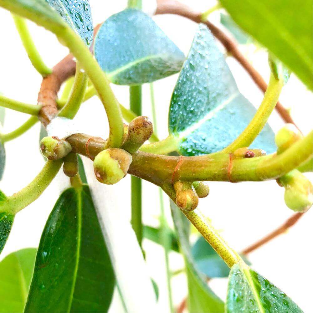 ゴムの木の花言葉 種類や特徴 風水効果は Greensnap グリーンスナップ