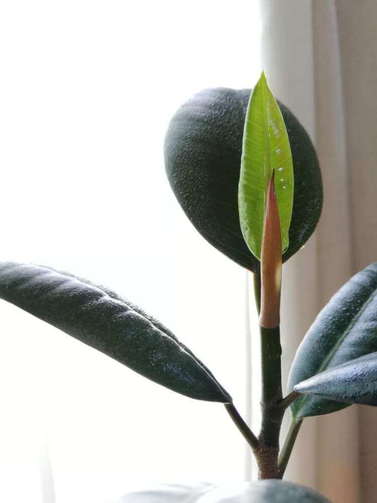 ゴムの木の花言葉 種類や特徴 風水効果は Greensnap グリーンスナップ