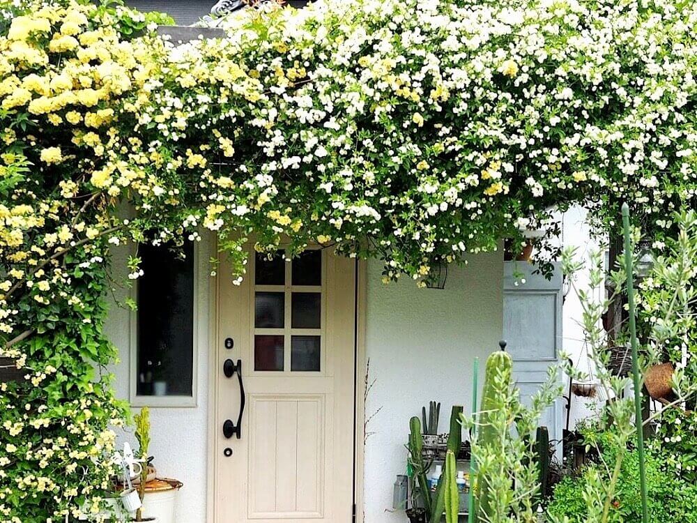 玄関のガーデニングをおしゃれに見せるコツ 花や鉢の合わせ方は Greensnap グリーンスナップ