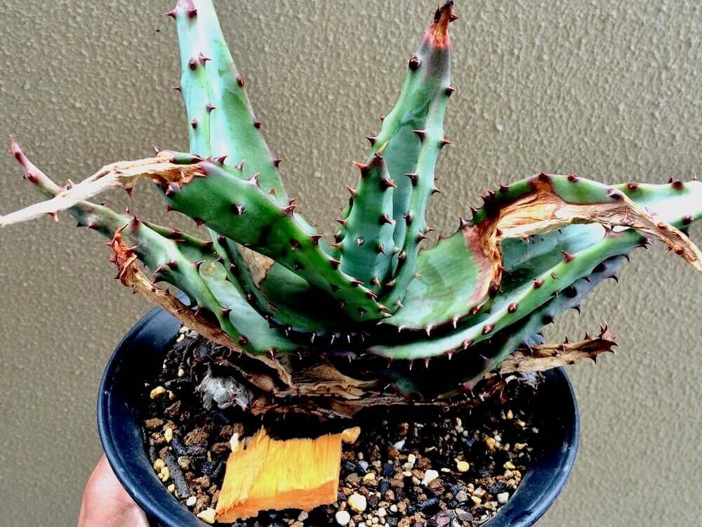 植物のある暮らし　観葉植物　コバエ　枯れる