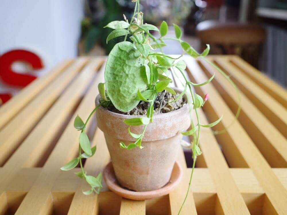 植物のある暮らし　観葉植物　コバエ　枯れる