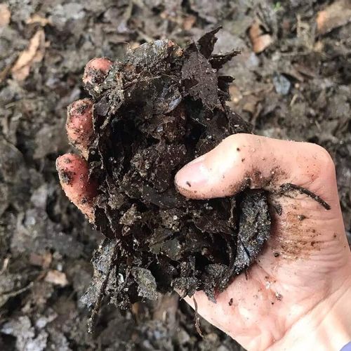 腐葉土の作り方 ビニール袋でつくれる 効果的な使い方は 培養土との違いは Greensnap グリーンスナップ