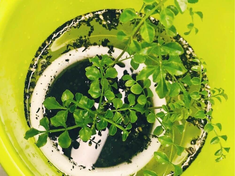 植物のある暮らし　観葉植物　コバエ対策