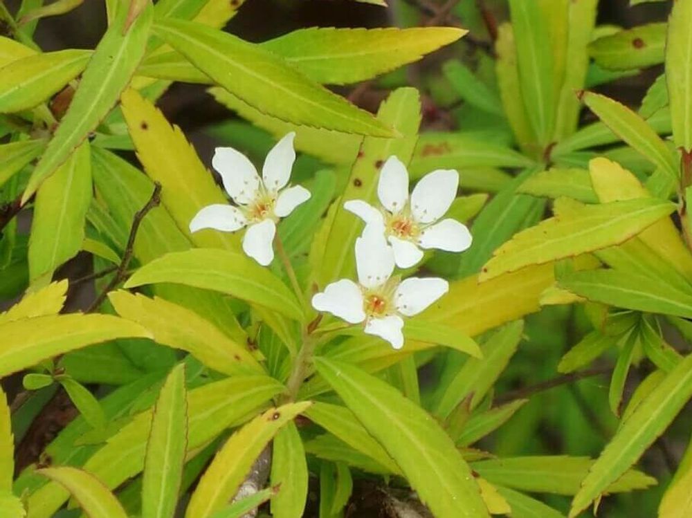 雪柳(ユキヤナギ)　白い花