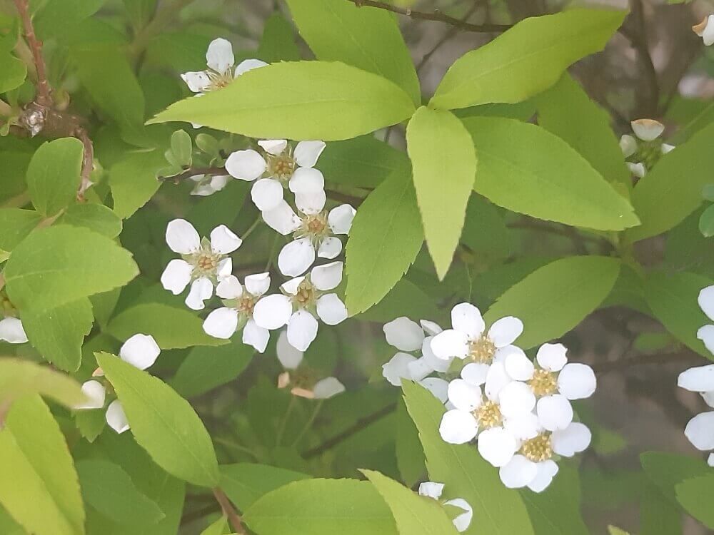 雪柳(ユキヤナギ)　白い花