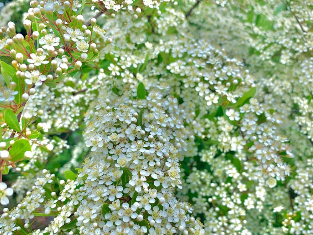 雪柳(ユキヤナギ)　白い花