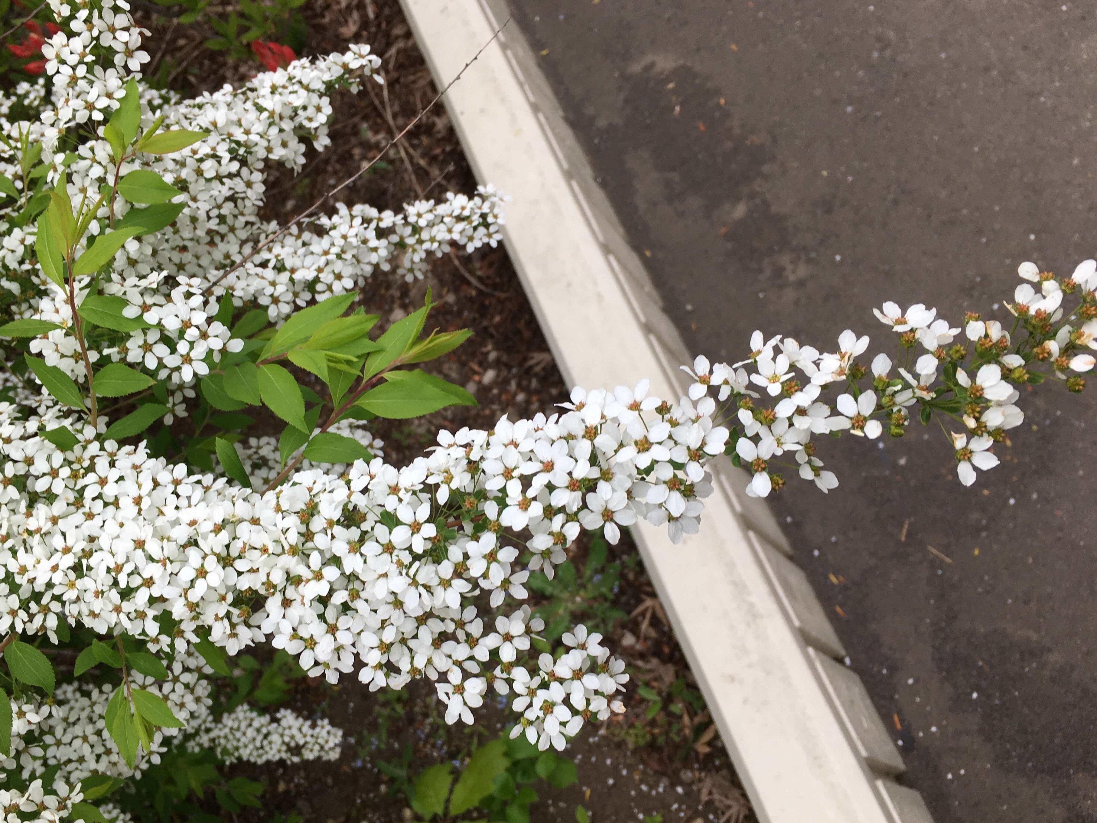 雪柳 ユキヤナギ の花言葉 花の特徴や種類 見頃の季節は Greensnap グリーンスナップ